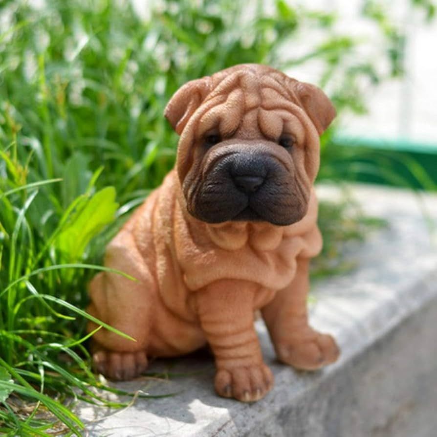 Shar-Pei-Welpen zu verkaufen