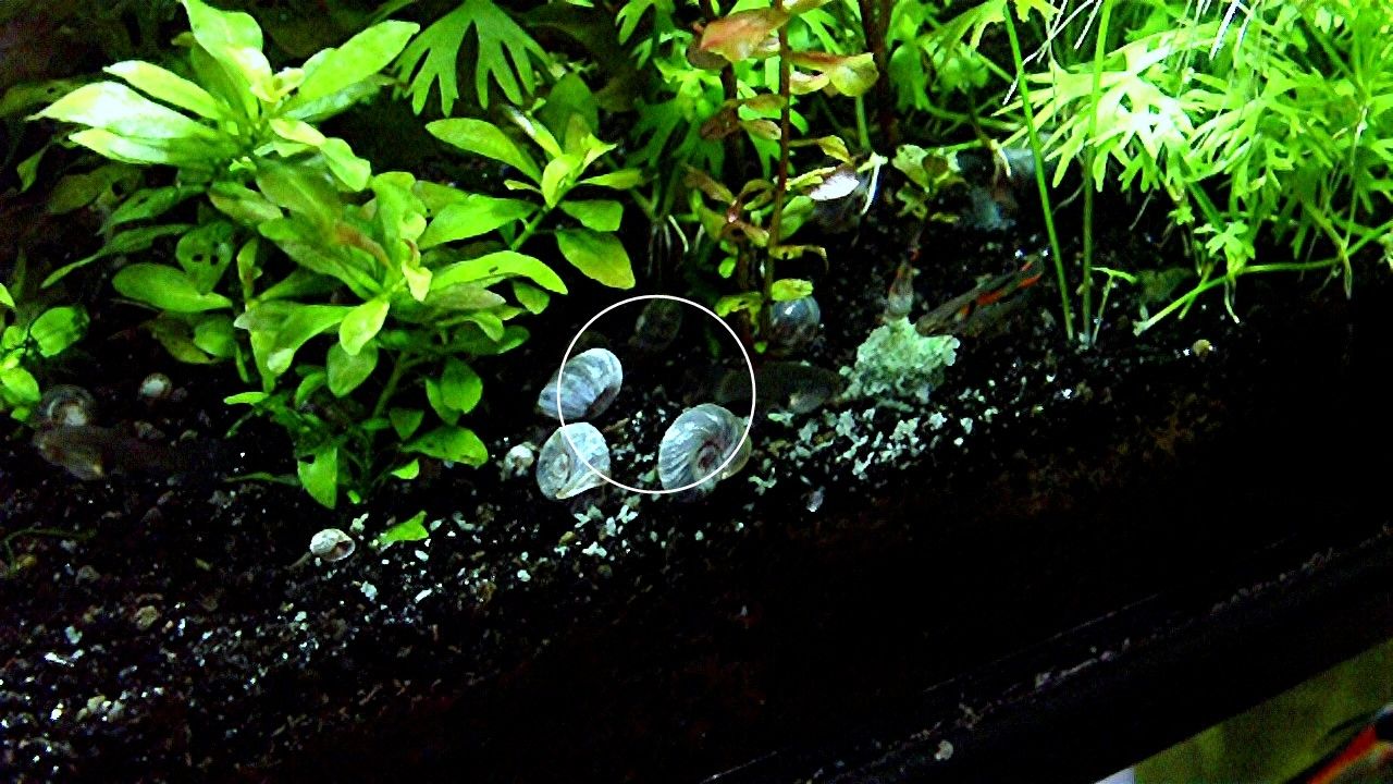 Blaue Posthornschnecke, ab 1€ (Versand, Abholung)