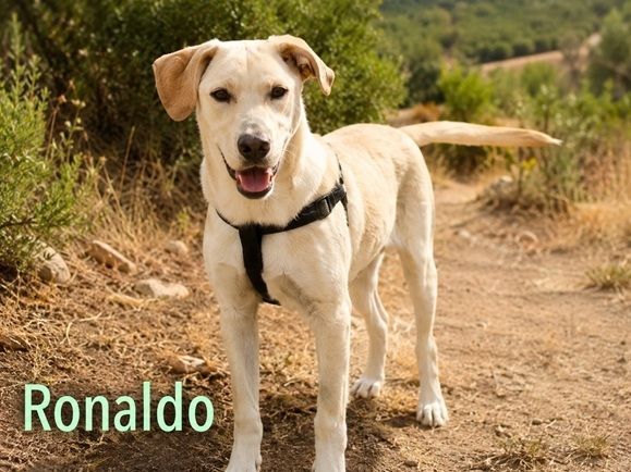 Ronaldo - junger Sunnyboy sucht seine Menschen