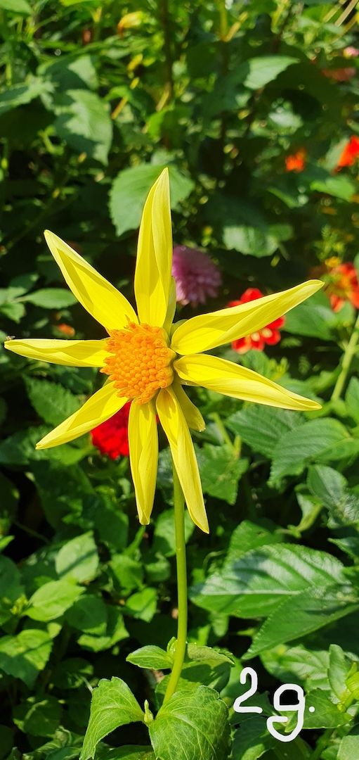 Dahlien /Knollen Mix - 7x