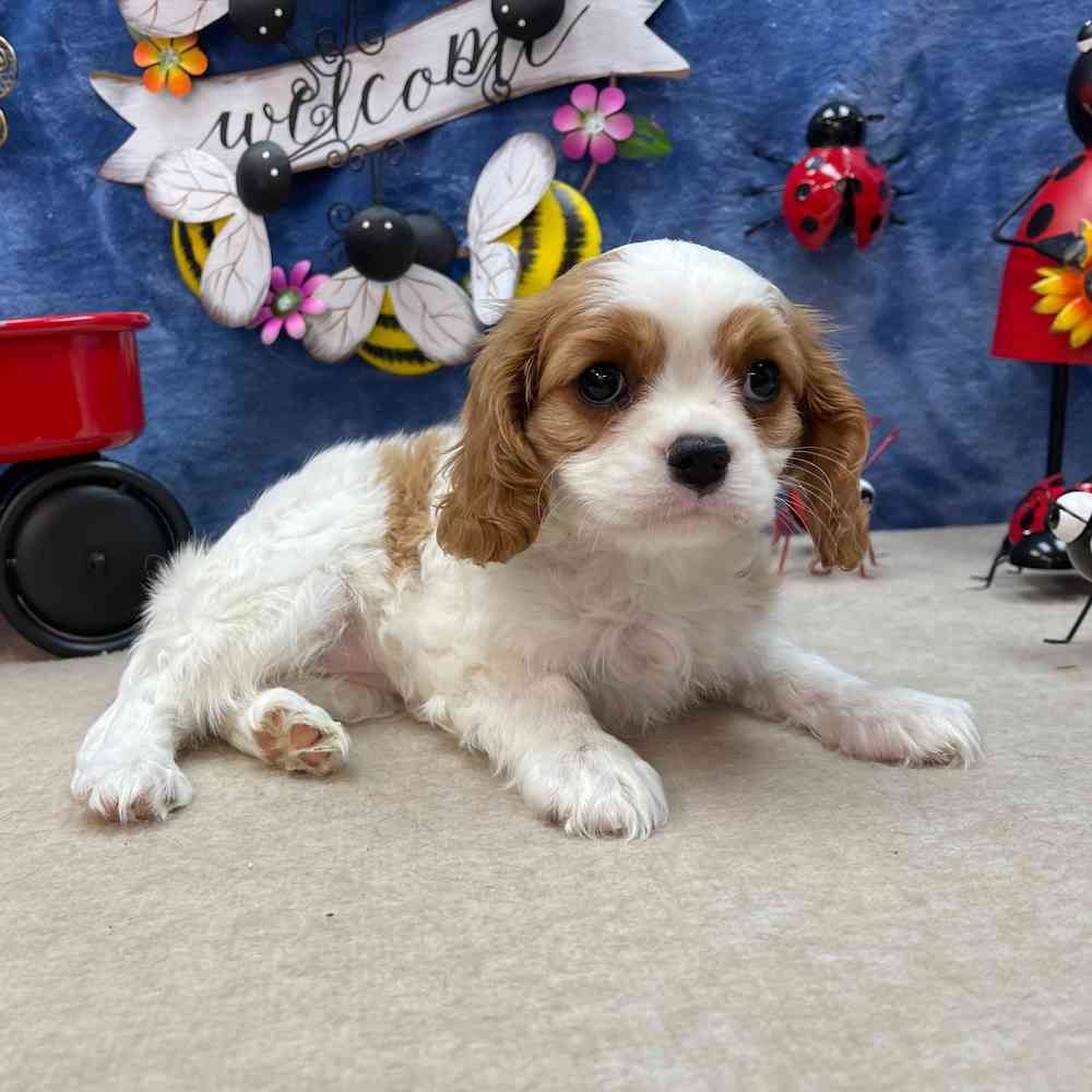 Der Cavalier King Charles Spaniel Welpe.