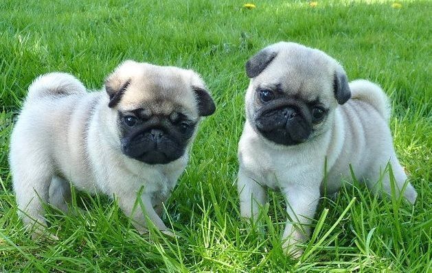 Mops-Welpen zu verkaufen.