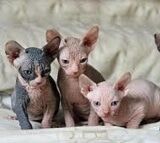 Canadian Sphynx Kätzchen in liebevolle Hände abzugeben