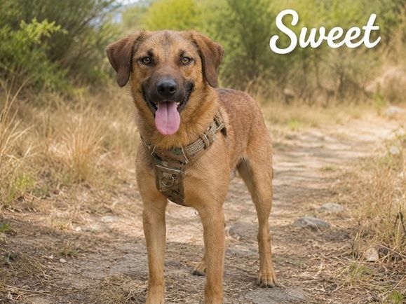 Sweet - fröhlicher Jungspund sucht seine Menschen