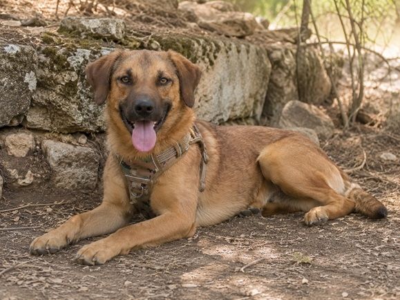 Sweet - fröhlicher Jungspund sucht seine Menschen
