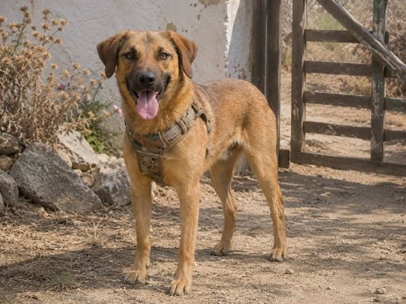 Sweet - fröhlicher Jungspund sucht seine Menschen