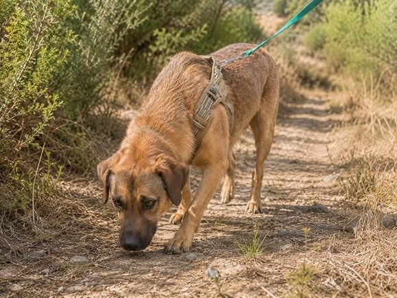 Sweet - fröhlicher Jungspund sucht seine Menschen