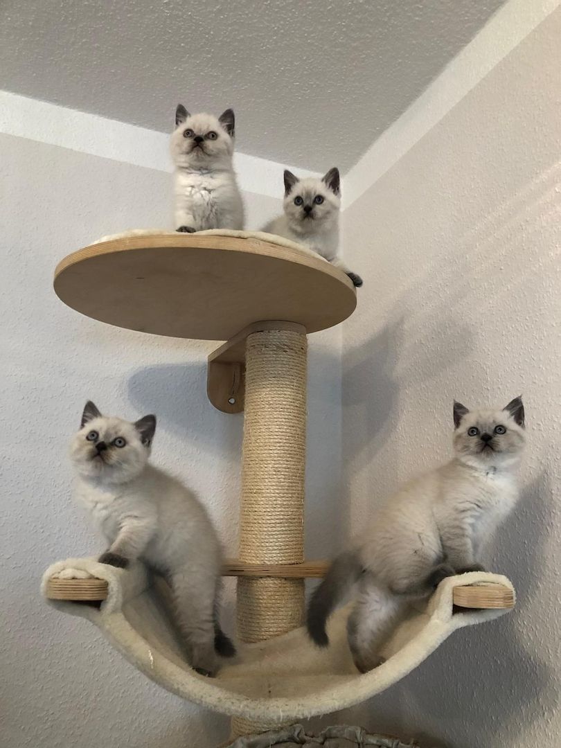 Süße BKH Blue Point Kitten reinrassig