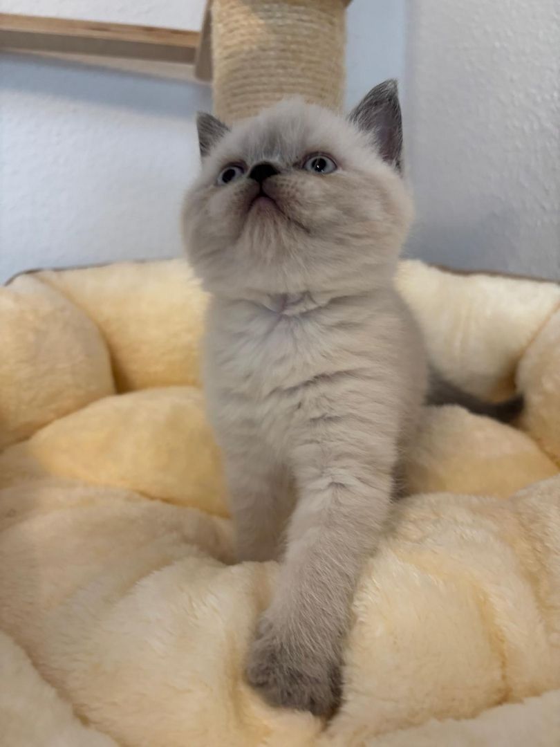 Süße BKH Blue Point Kitten reinrassig