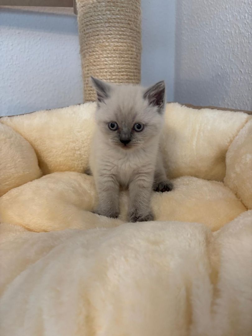 Süße BKH Blue Point Kitten reinrassig