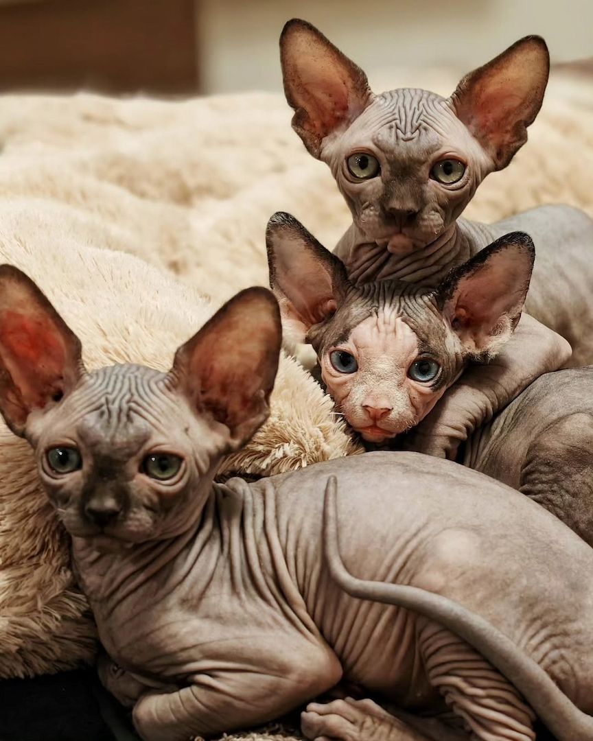 Canadian Sphynx Kitten – verschmust & gesund