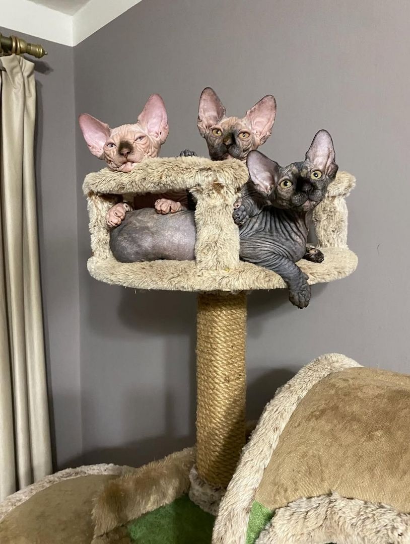 Reinrassige Canadian Sphynx Kitten mit Stammbaum
