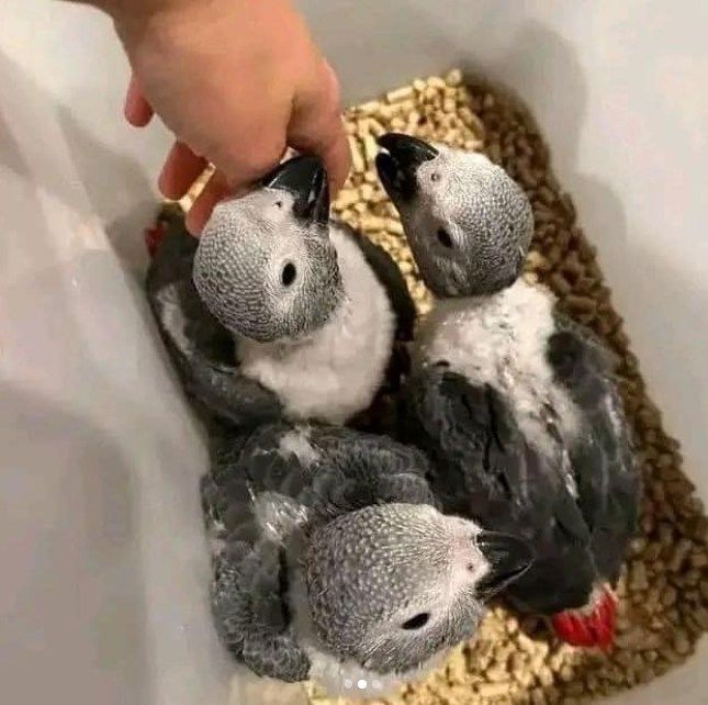 Graupapageien super zahm