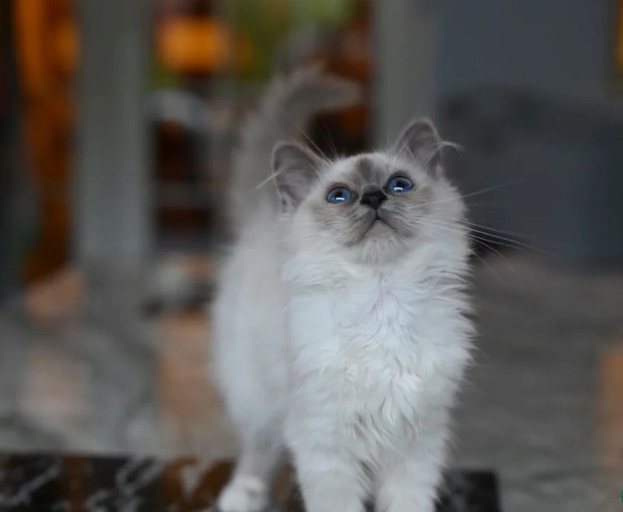 wunderschöne Birma-Katze
