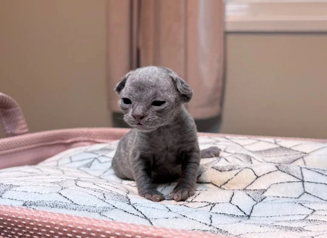 Wunderschöner blauer Devon Rex Kater!