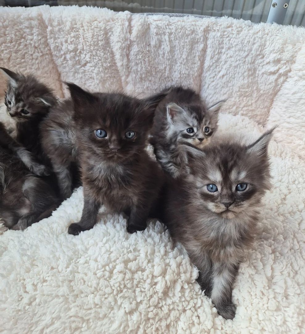 Wunderschöne Maine-Coon-Kätzchen