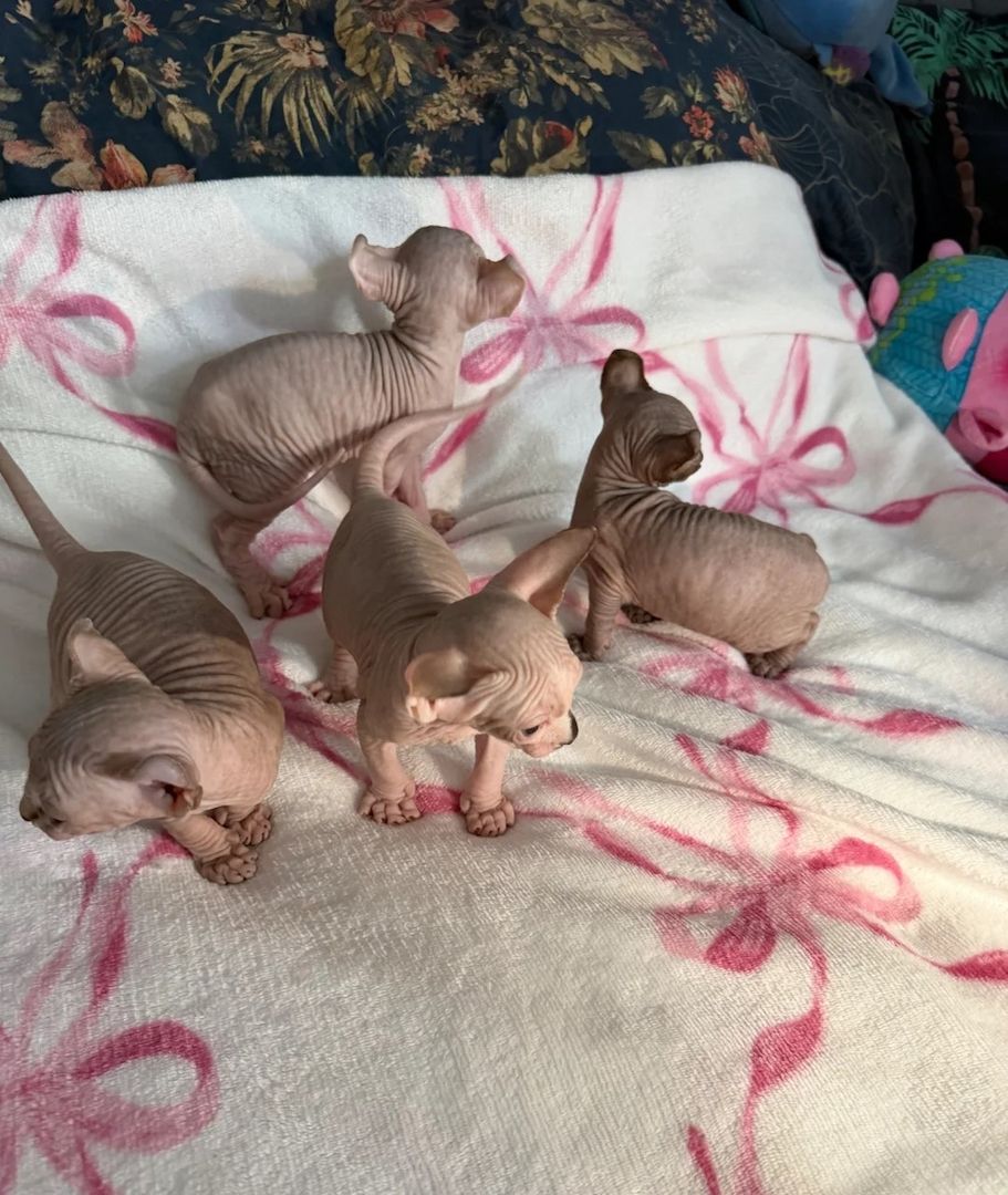 ✨ Wunderschöne 3 Sphynx-Kätzchen zu verkaufen