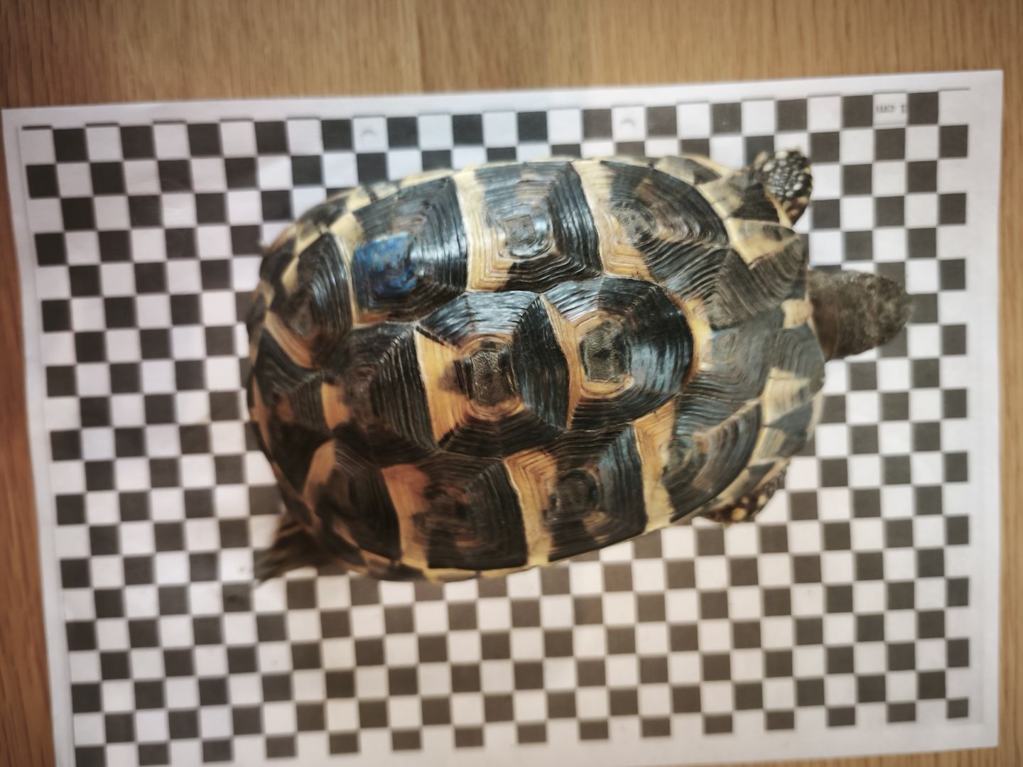 3 griechische Landschildkröten