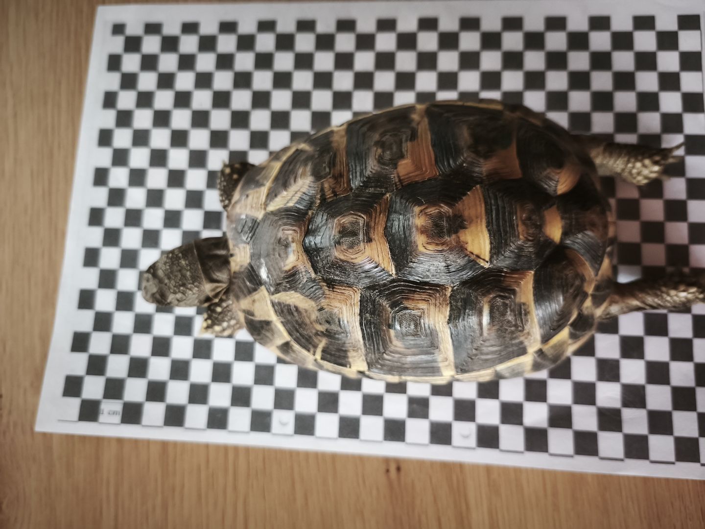3 griechische Landschildkröten