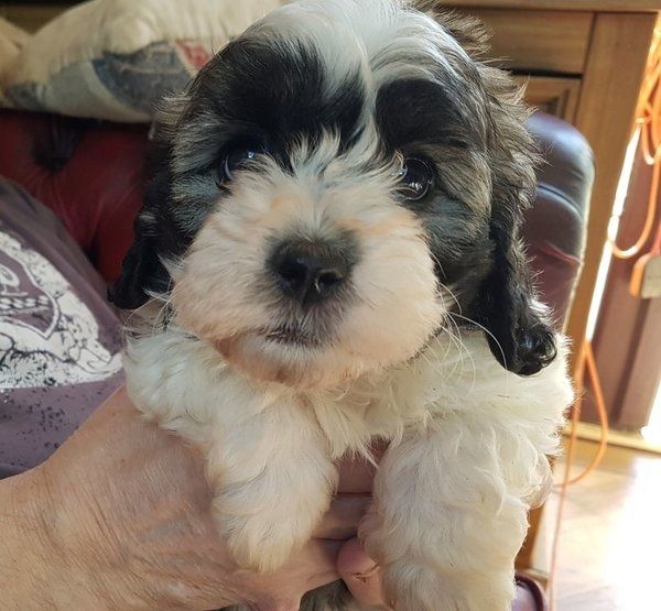 Wunderschöne Shihpoo-Welpen