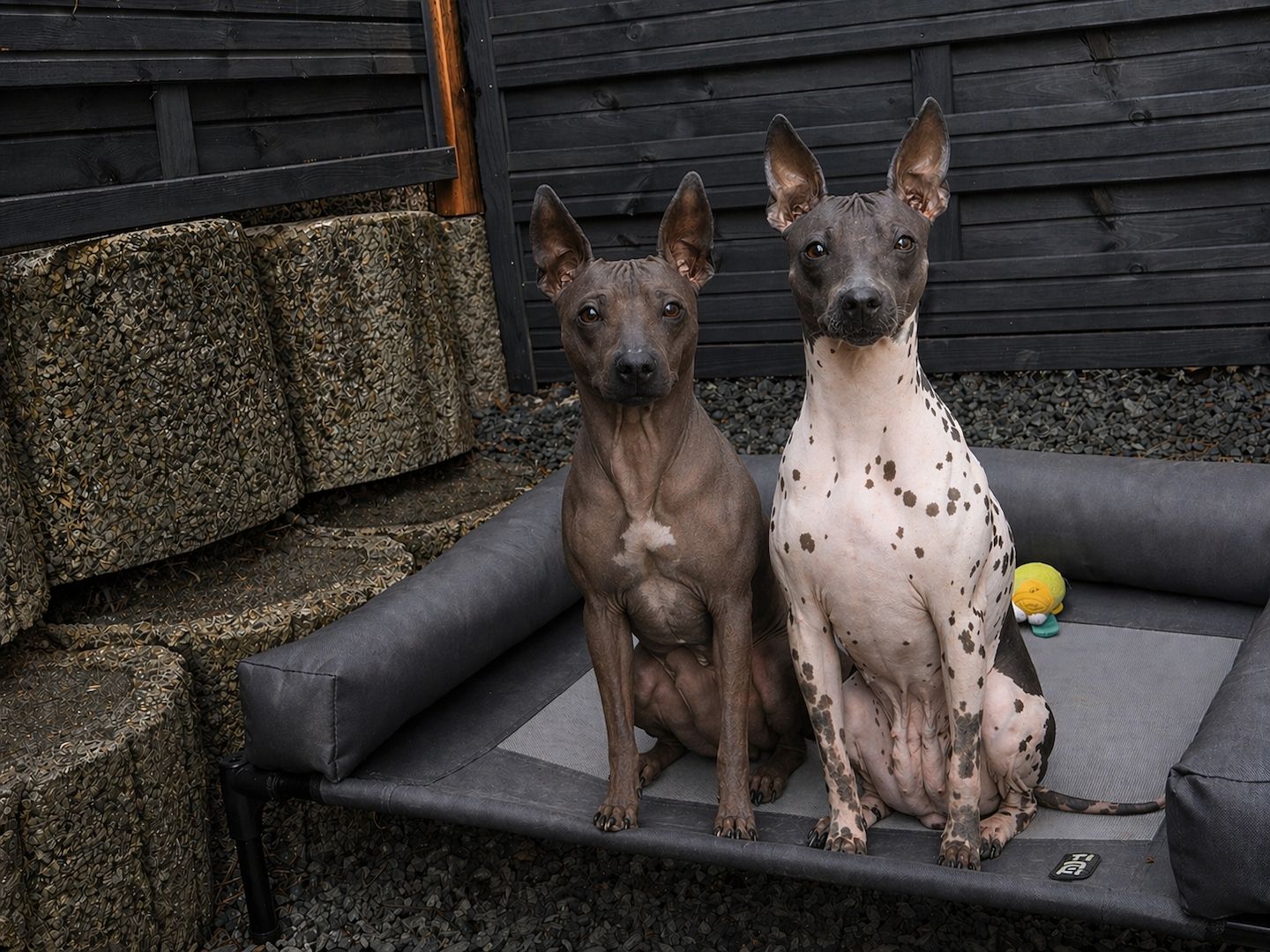 American Hairless Terrier Welpen