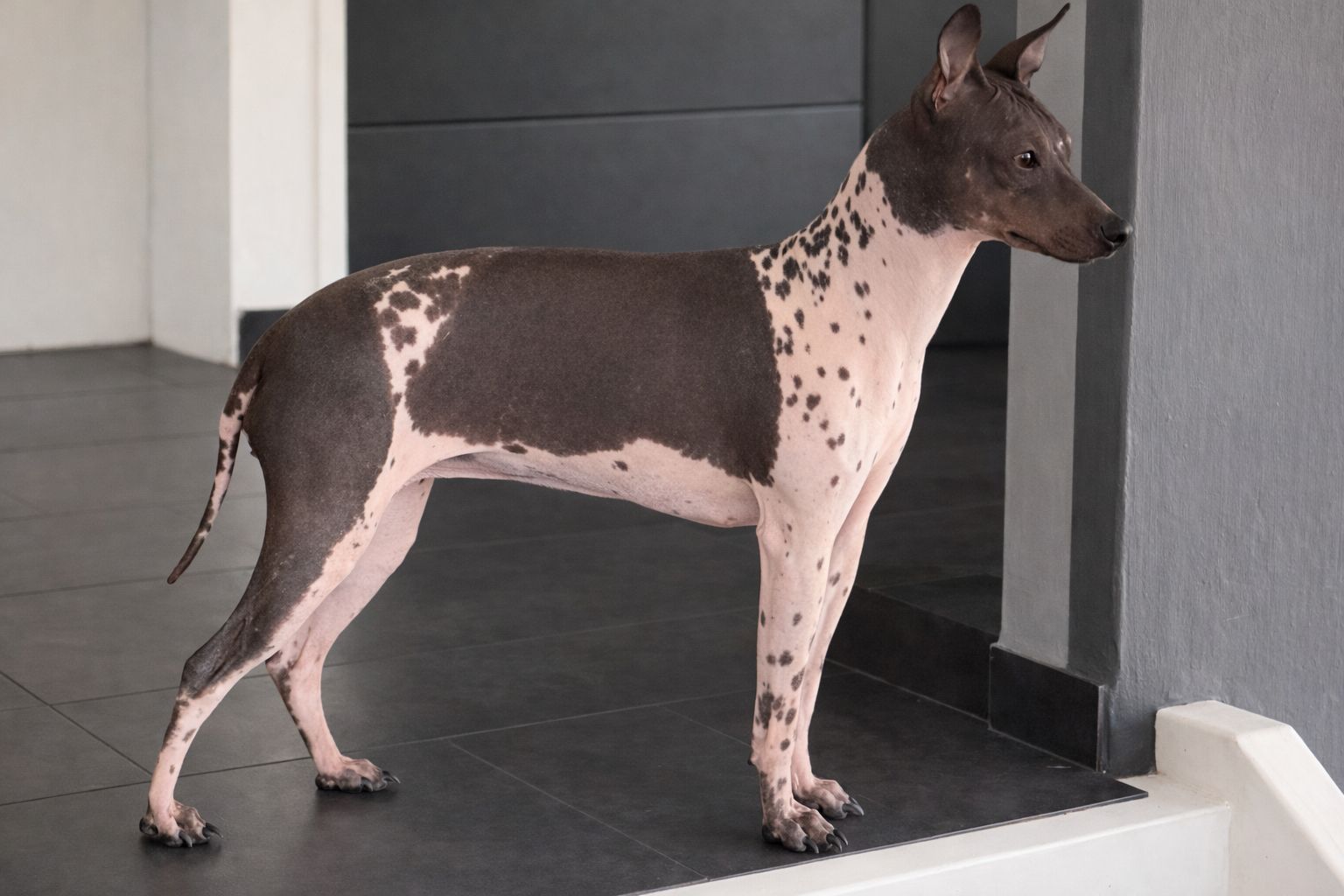 American Hairless Terrier Welpen