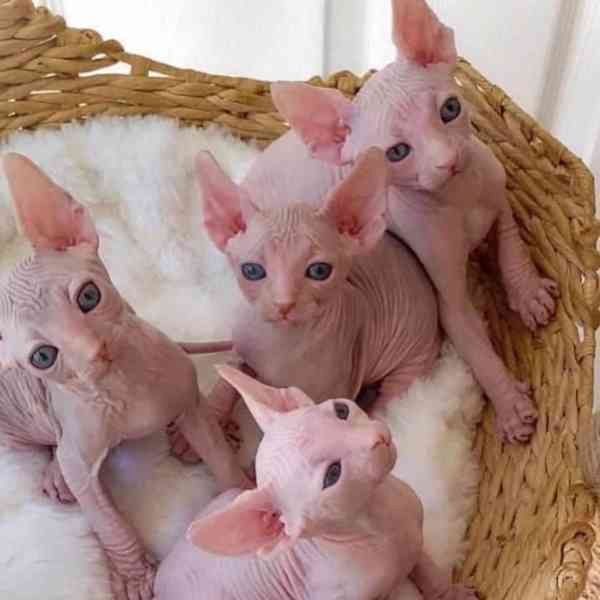 Liebevolle Sphynx Kitten zu vergeben