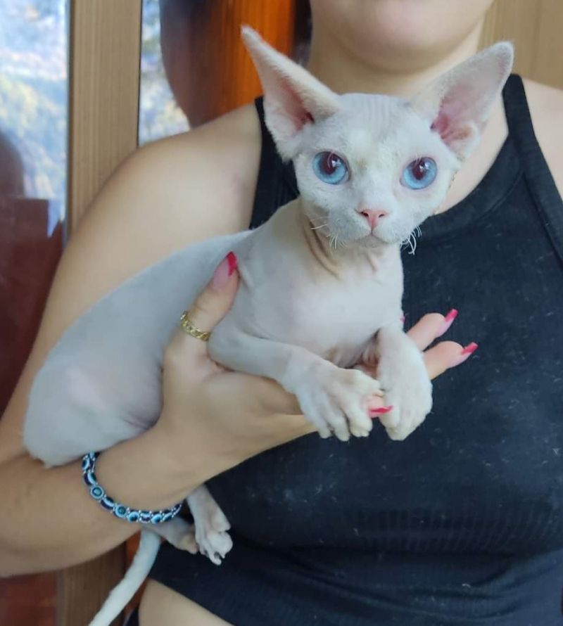 Süße Canadian Sphynx Babys suchen Familie
