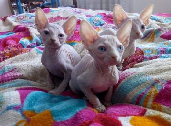 Wunderschöne Sphynx Kätzchen abzugeben