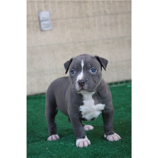 American Pitbull Blueline Welpe abzugeben