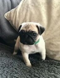 Mops-Welpen