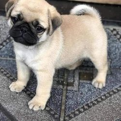 Mops-Welpen