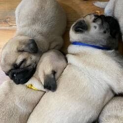 Mops-Welpen