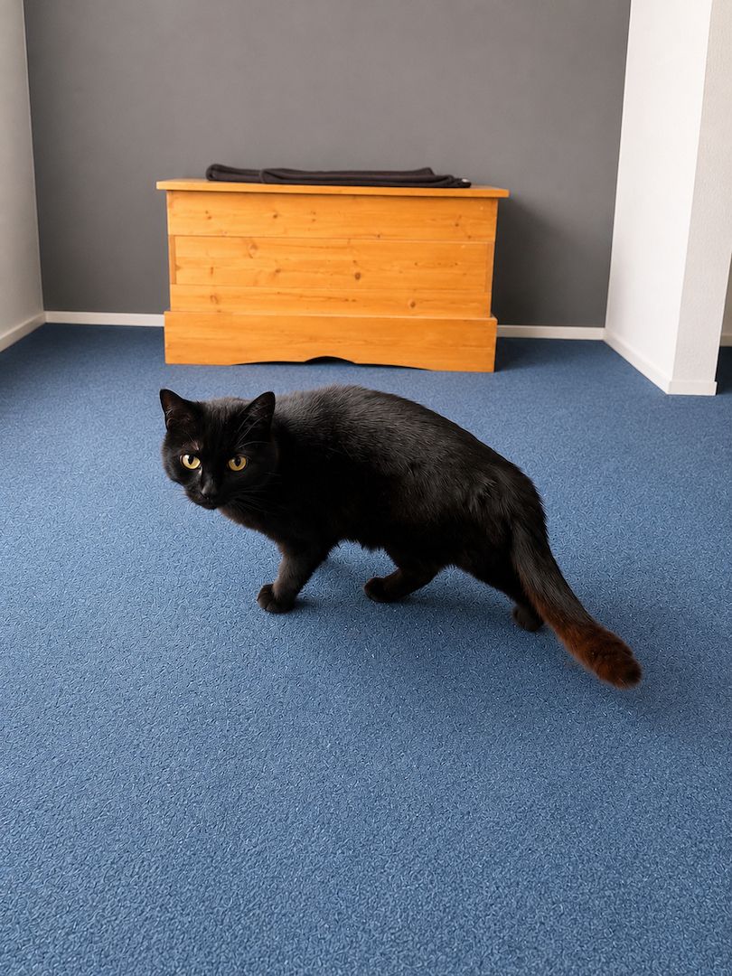 Katzendame sucht neues Zuhause