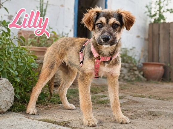 Lilly - einfach zum Verlieben