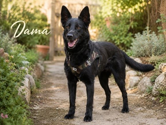 Dama - treue Begleiterin möchte wieder ankommen