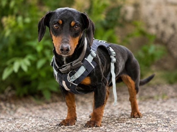 Pablo - freundlicher Dackel sucht Zuhause