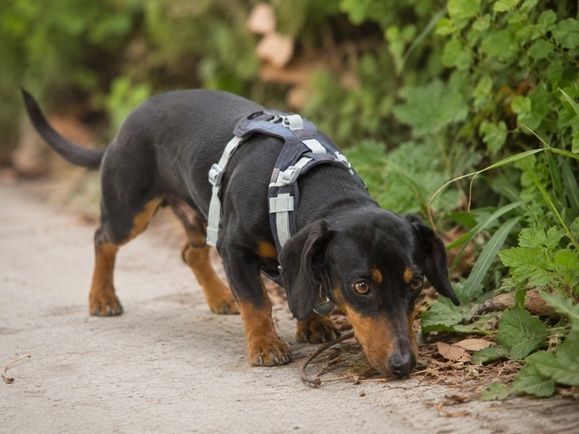 Pablo - freundlicher Dackel sucht Zuhause