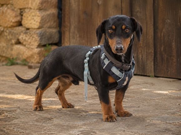 Pablo - freundlicher Dackel sucht Zuhause