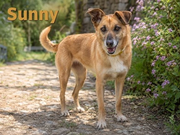 Sunny – lebensfrohe Hündin sucht ihre Menschen
