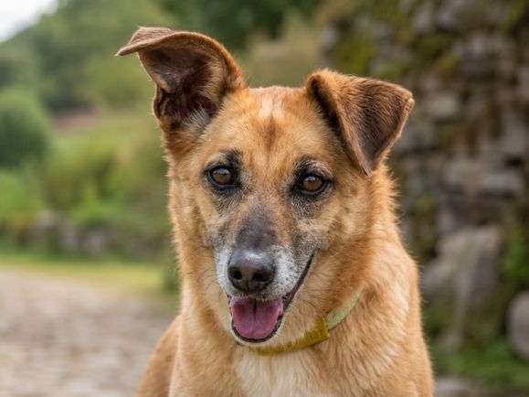 Sunny – lebensfrohe Hündin sucht ihre Menschen