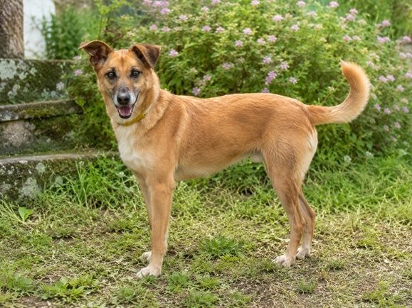 Sunny – lebensfrohe Hündin sucht ihre Menschen