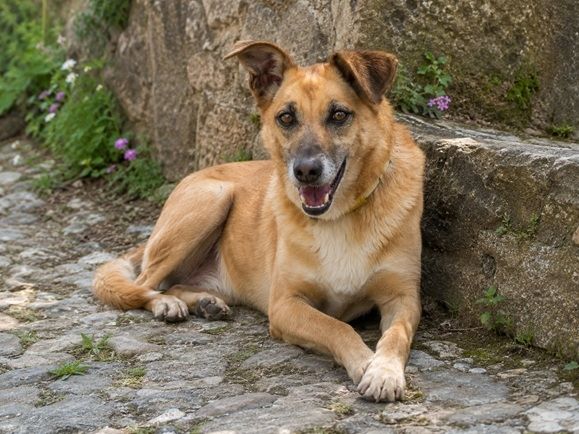 Sunny – lebensfrohe Hündin sucht ihre Menschen