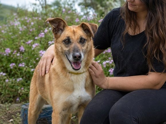 Sunny – lebensfrohe Hündin sucht ihre Menschen