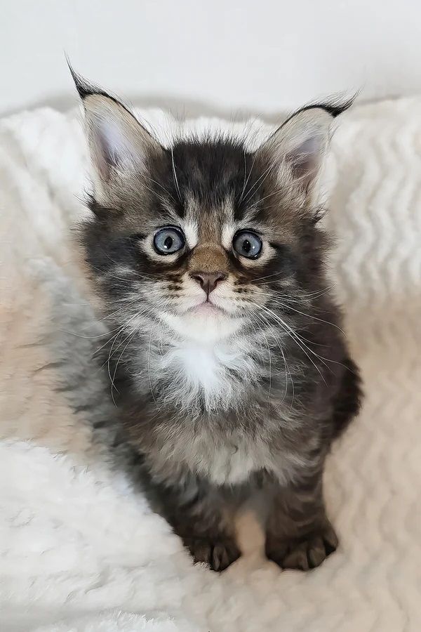 Reinrassige Maine Coon kitten mit Stammbaum