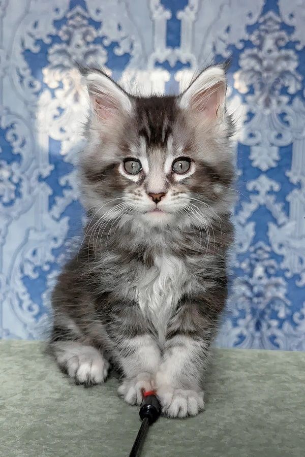 Süße Maine Coon Kätzin sucht noch neues Schmusepersonal!