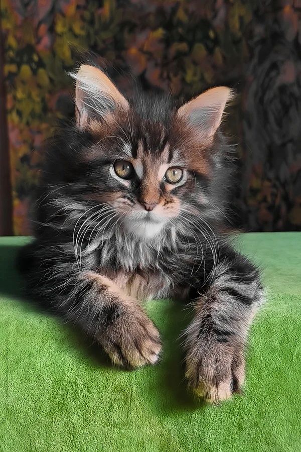 Wunderschöne Maine Coon kitten suchen zuhause ABGABEBEREIT