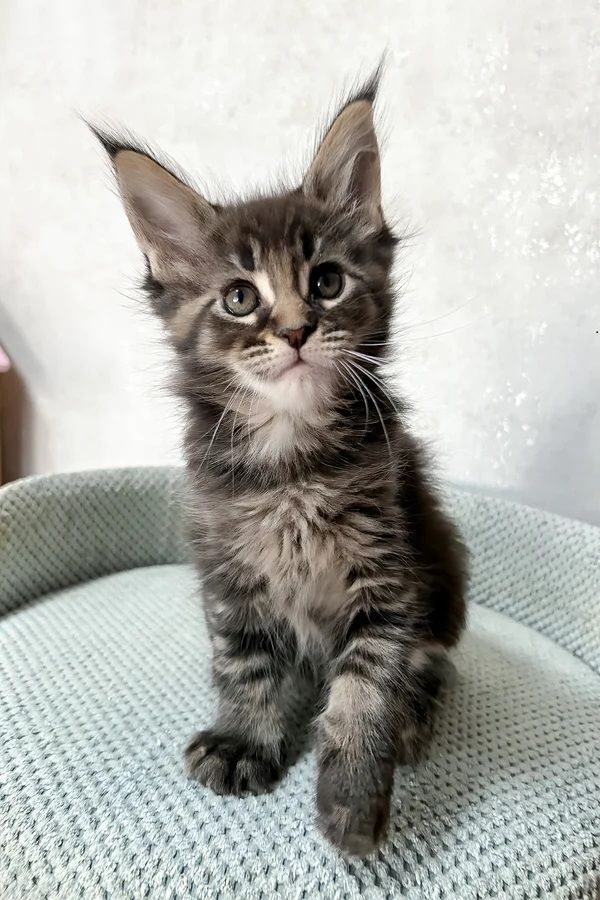 Wunderschöne reinrassige Maine Coon Kitten