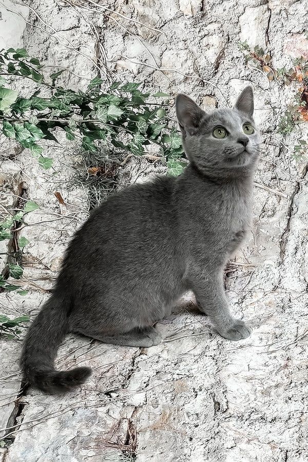 Russisch Blau Kitten mit Stammbaum aus liebevoller Familienaufzucht