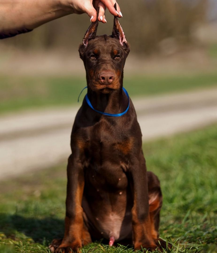 Wunderschöne Dobermann Welpen – FCI Stammbaum